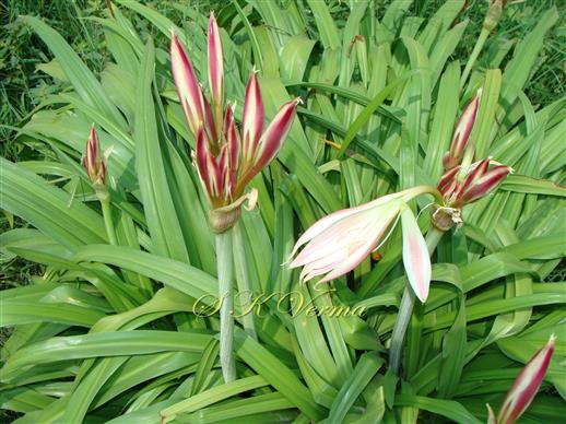  Plants with  inflorescences